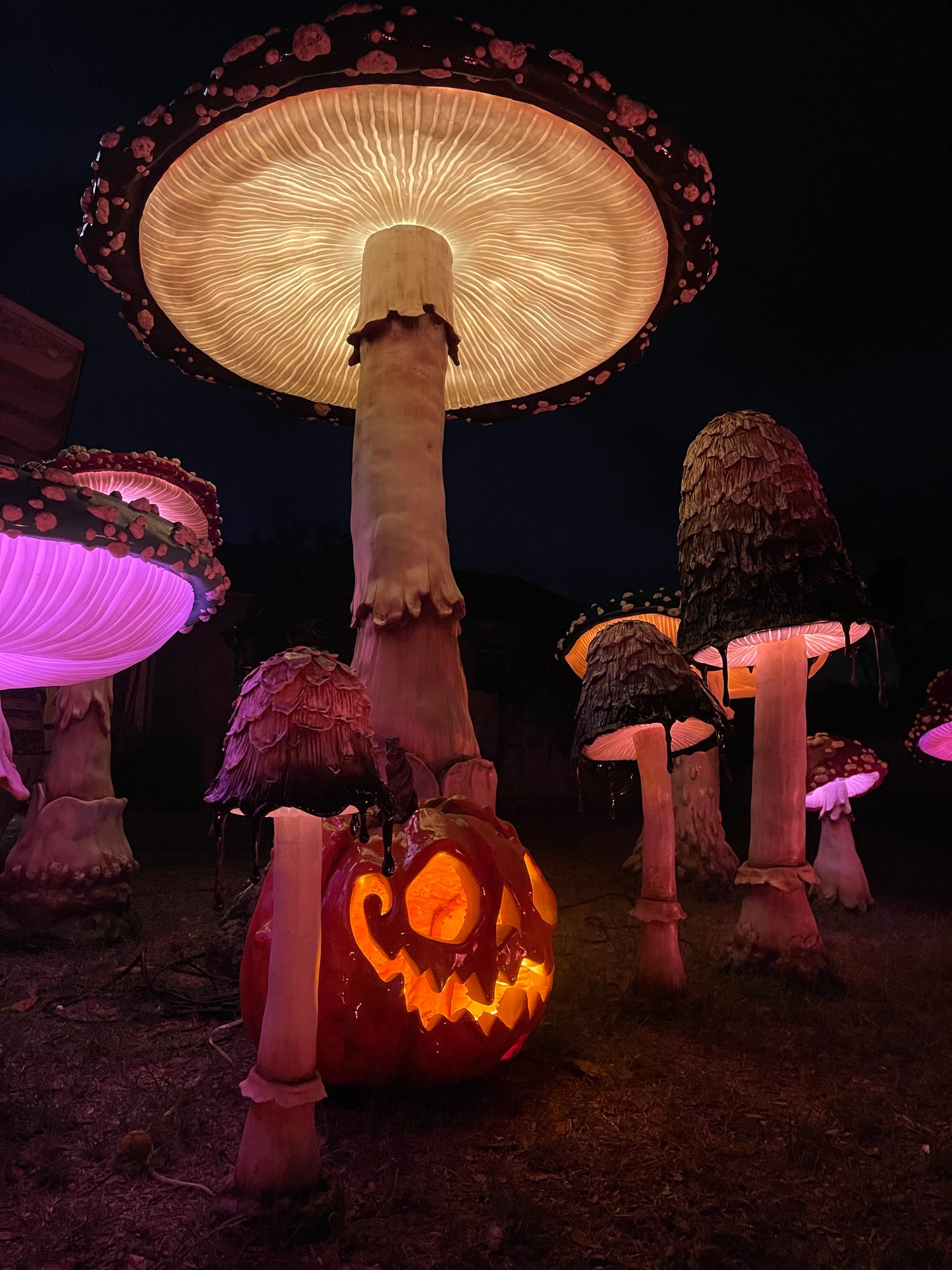 Poppy Jack O Lantern