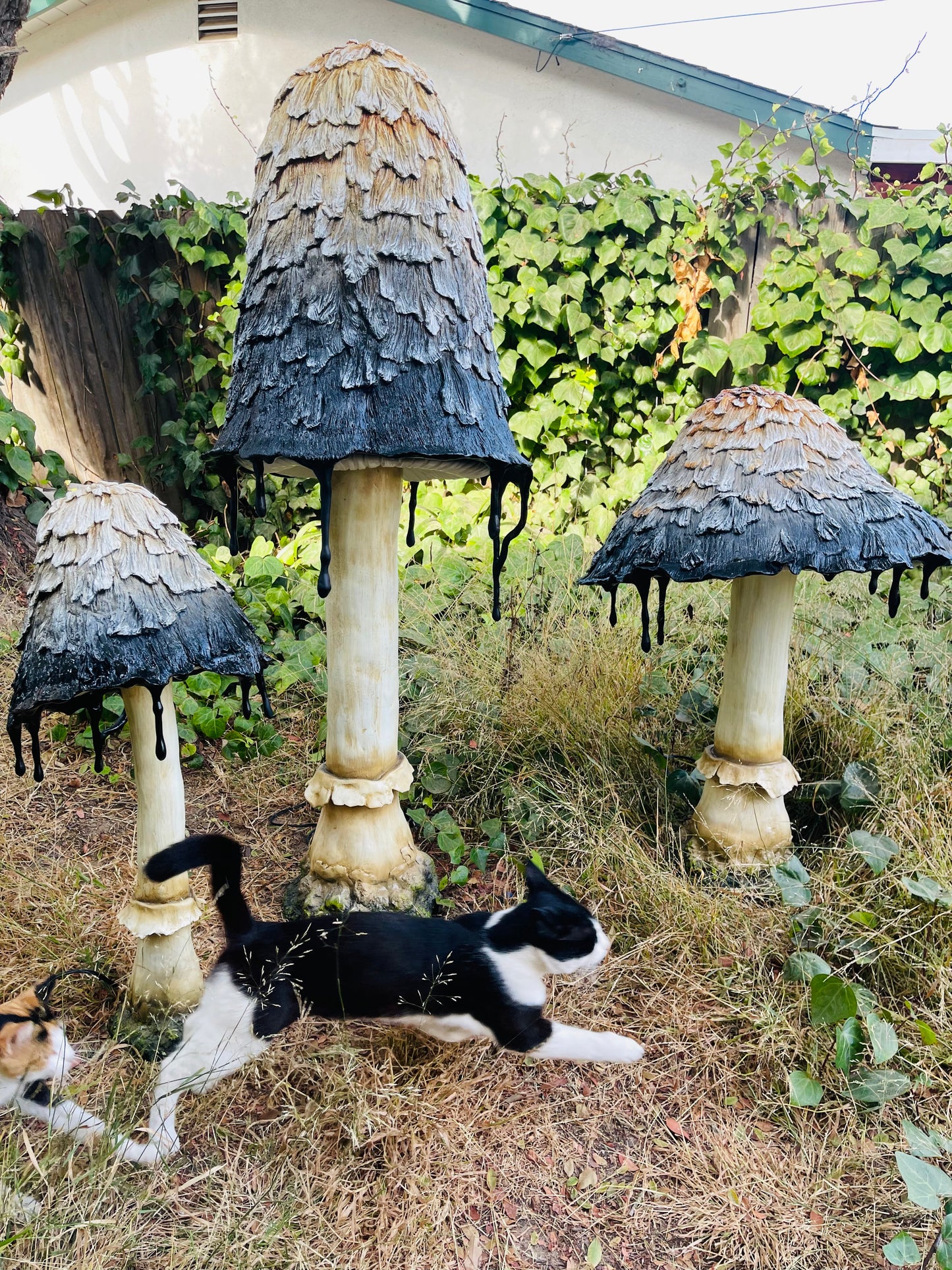 Ink Cap Mushroom Tall
