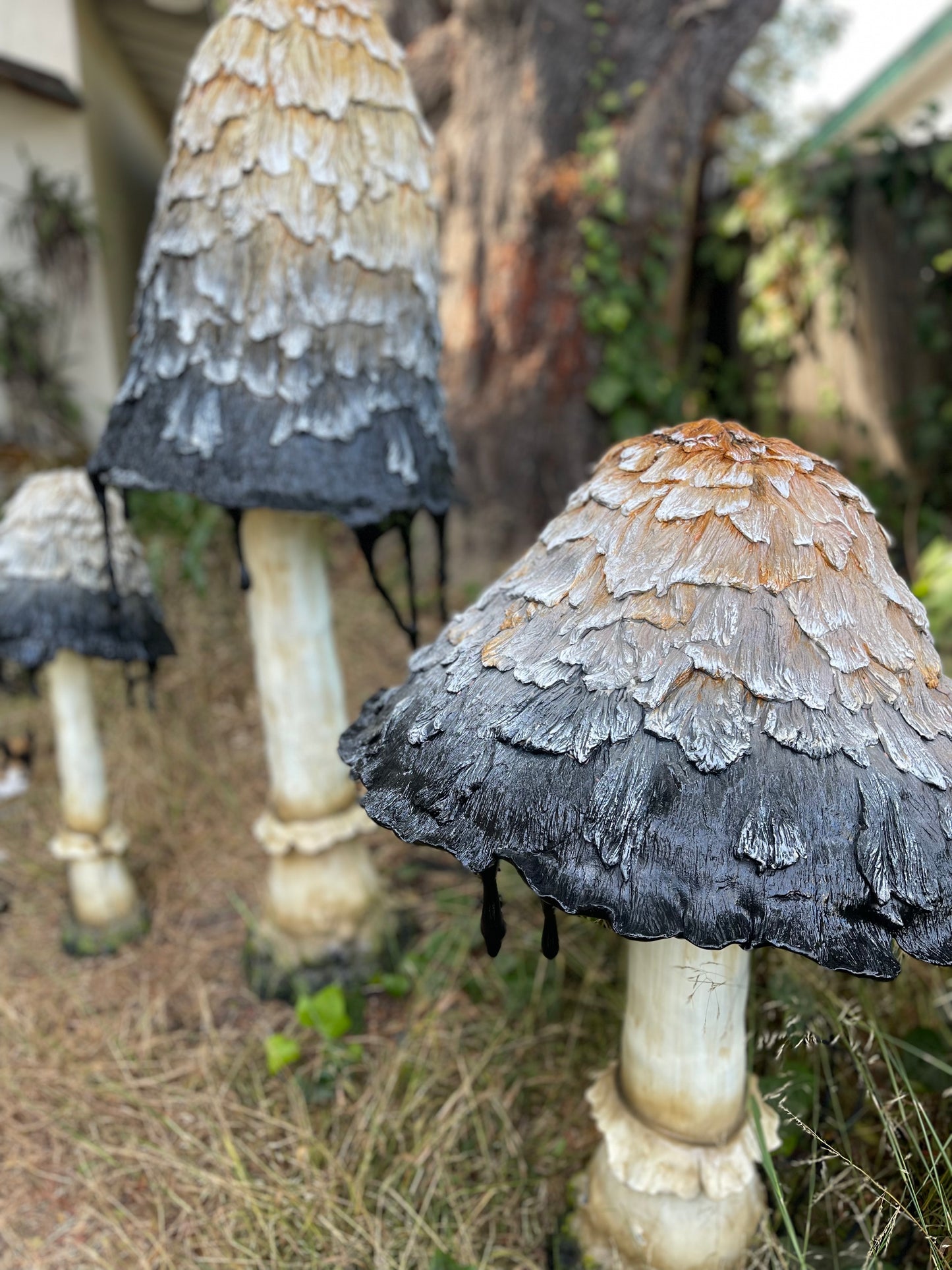 Ink Cap Mushroom Medium
