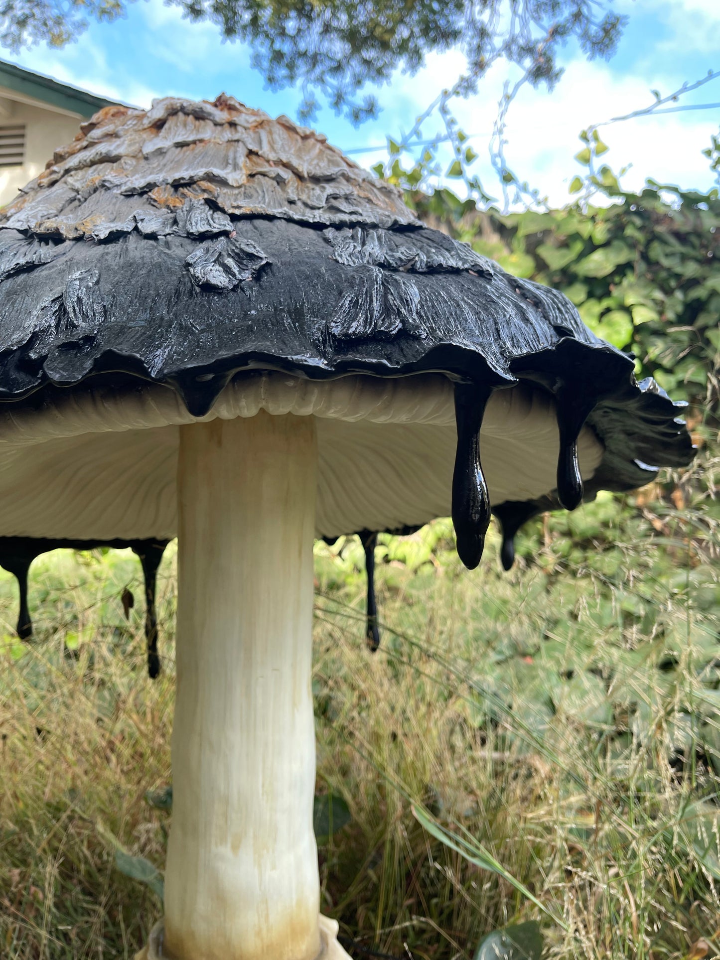 Ink Cap Mushroom Medium